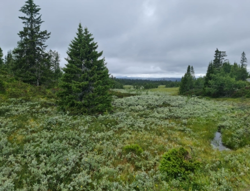 Wie ben ik nou werkelijk?